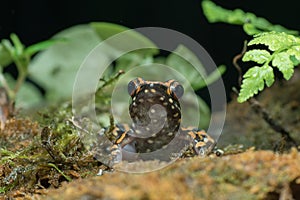 The spotted stream frog  Hylarana picturata inside a bush photo