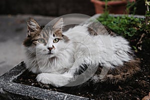 A spotted street cat lying in a flower bed on the ground. Gurzuf cats