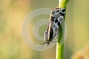 spotted sulphur, acontia trabealis, moth resting in a meadow