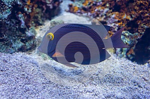 Spotted Surgeonfish