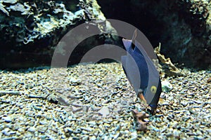 Spotted surgeonfish