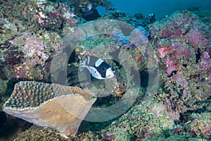 Spotted Sweetlips Juvenile - Fiji Reef