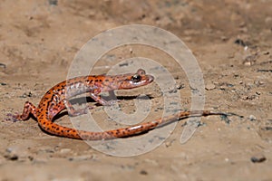 Spotted-tail Cave Salamander