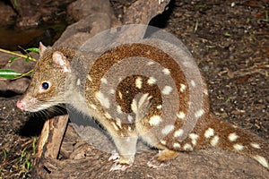 Spotted-tail Quoll