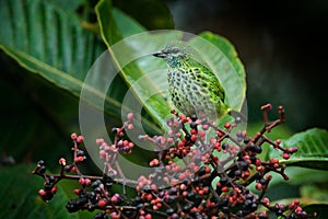 Spotted tanager, Ixothraupis punctata, bird sitting on the fruit tree in the tropic forest, Sumaco in Ecuador. Birdwatching in the