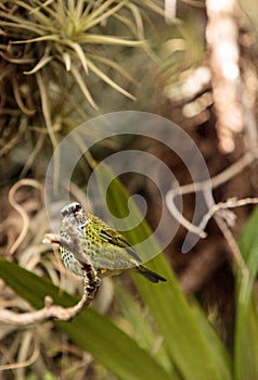 Spotted Tanager known as Tangara punctate photo