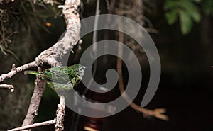 Spotted Tanager known as Tangara punctate photo