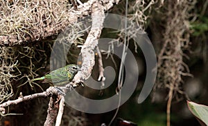 Spotted Tanager known as Tangara punctate photo
