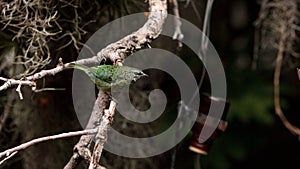 Spotted Tanager known as Tangara punctate photo