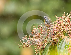 A Spotted Tanager under the rain