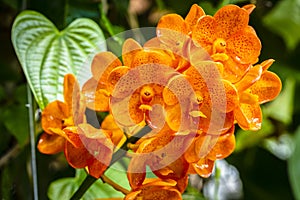 Spotted Tangerine Orchid Flowers