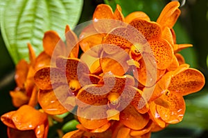 Spotted Tangerine Orchid Flowers