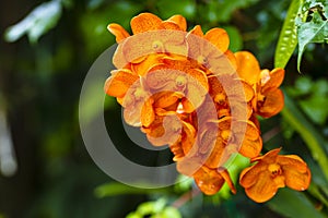 Spotted Tangerine Orchid Flowers