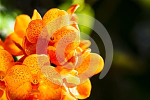 Spotted Tangerine Orchid Flowers