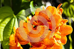 Spotted Tangerine Orchid Flowers