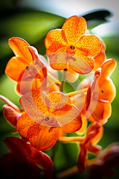 Spotted Tangerine Orchid Flowers