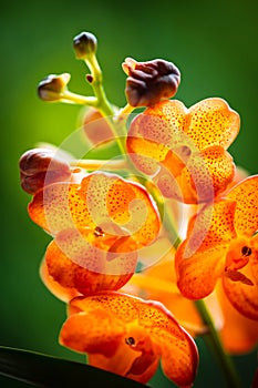 Spotted Tangerine Orchid Flowers