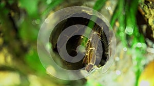 Spotted Tarantula Spider Theraphosidae Hiding in Hole. Jungle Safari in Rainforest of Malaysia. Nocturnal Wild Animals