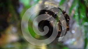 Spotted Tarantula Spider Theraphosidae Hiding in Hole. Jungle Safari in Rainforest of Malaysia. Nocturnal Wild Animals