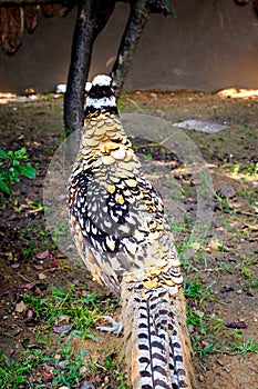 Spotted thick-knee