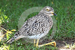 Spotted thick-knee bird or dikkop