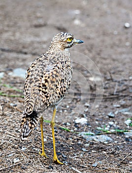 Spotted thick-knee bird, photographed in South Africa. photo