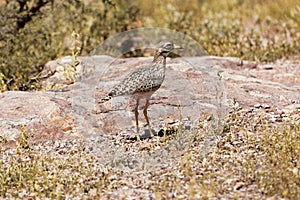 Spotted thick-knee Burhinus capensis