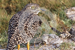 The spotted thick-knee Burhinus capensis