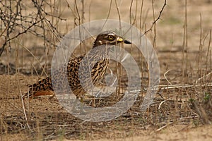 The spotted thick-knee Burhinus capensis also known as the spotted dikkop or Cape thick-knee is sitting on the ground in the