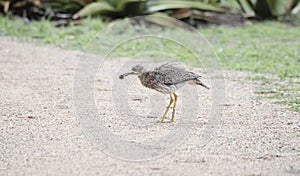 Spotted Thick-knee Burhinus capensis Catching a Beetle