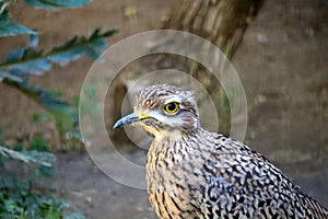 Spotted Thick Knee (Burhinus capensis), is a wader in the family Burhinidae