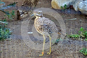 Spotted Thick Knee (Burhinus capensis), is a wader in the family Burhinidae