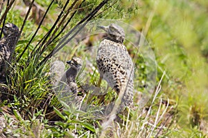 Spotted thick-knee(Burhninus capensis)