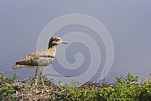 Spotted thick knee or Cape thick knee