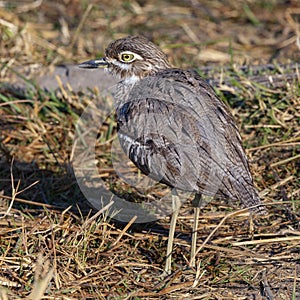 Spotted Thick-Knee Cursorius temminckii