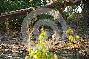 Spotted-thick knee daylight