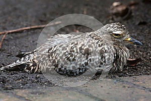 Spotted thick-knee or dikkop bird photo