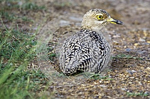 Spotted thick-knee, photographed in South Africa. photo