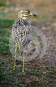 Spotted thick-knee, photographed in South Africa.