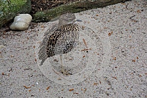 Spotted thick-knee standing on one leg