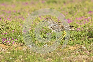 Spotted thick-knee walking cautiously through short grass