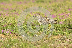 Spotted thick-knee walking cautiously through short grass