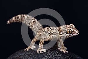 Spotted Thick-toed Gecko Pachydactylus maculatus photo