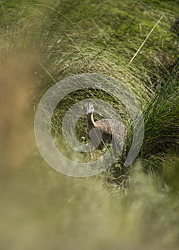 Spotted tinamou un grassland environment, photo