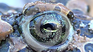 Spotted toad frog blinking eye.