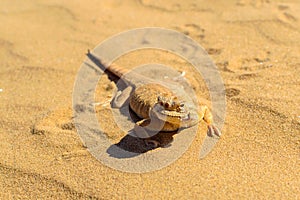 Spotted toad-headed Agama on sand photo