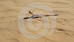 Spotted toad-headed Agama on sand