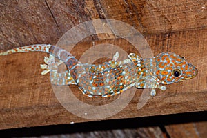 Spotted Tokay gecko