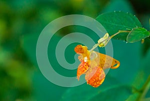 Spotted Touch-me-not â€“ Impatiens capensis