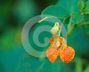 Spotted Touch-me-not â€“ Impatiens capensis